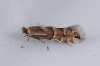 Phyllonorycter ulmifoliella