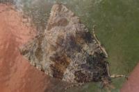 Orthotaenia undulana