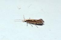 Plutella xylostella