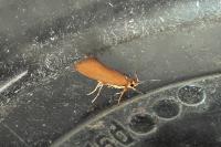 Crassa unitella
