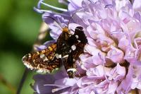 Thyris fenestrella