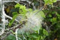 Yponomeuta mahalebella