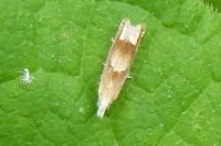 Eucosma conterminana