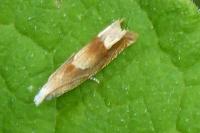 Eucosma conterminana