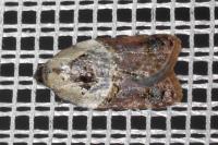 Acleris variegana