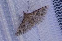 Alucita hexadactyla