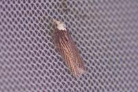 Acleris hastiana