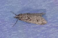 Diurnea fagella