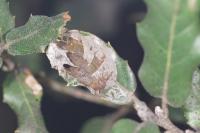 Acrocercops brongniardella