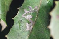 Acrocercops brongniardella