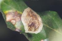 Phyllonorycter belotella