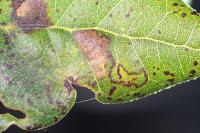 Ectoedemia heringella