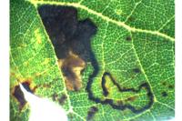 Ectoedemia heringella