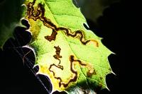 Stigmella suberivora