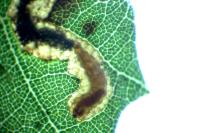 Stigmella suberivora