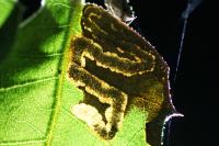 Stigmella suberivora