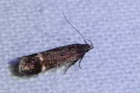 Aproaerema larseniella