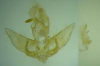 Agonopterix assimilella