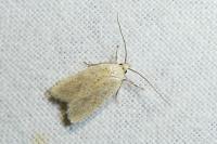 Agonopterix assimilella