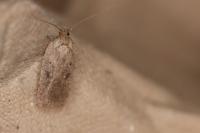 Agonopterix scopariella