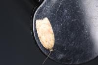 Acleris