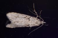 Diurnea fagella