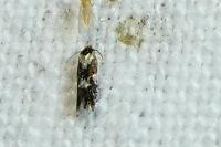 Ectoedemia heringi