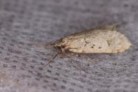 Diurnea fagella
