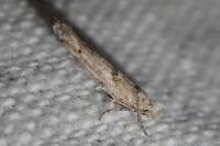 Zelleria oleastrella