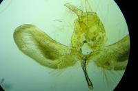 Zelleria oleastrella