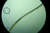 Zelleria oleastrella