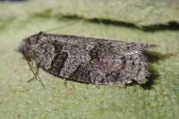 Eana derivana
