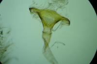 Eana derivana