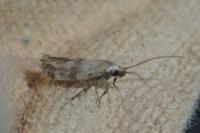 Epermenia insecurella