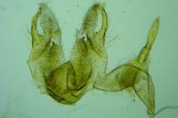 Epermenia insecurella