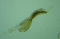 Epermenia insecurella