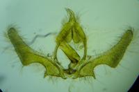 Ancylis comptana