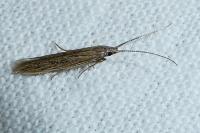 Coleophora texanella