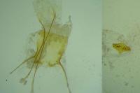 Agnoea langohri