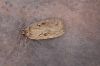 Agonopterix ocellana