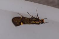 Esperia sulphurella
