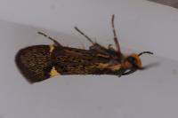 Esperia sulphurella