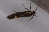 Esperia sulphurella