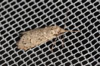 Diurnea fagella