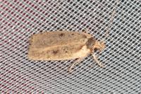 Agonopterix scopariella