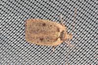 Agonopterix scopariella