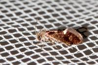 Dyseriocrania subpurpurella