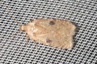 Agonopterix propinquella