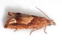 Eucosma conterminana