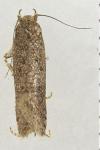 Bryotropha terrella